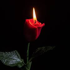 Nature's Rose Candle Fragrance Oil